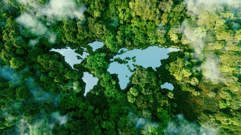 World in the forest Sustainability
